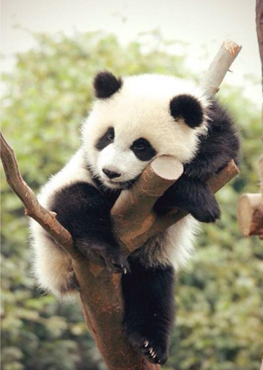 Алмазная вышивка «Уставшая панда»