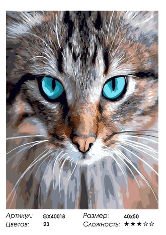 Картина по номерам «Кот с бирюзовыми глазами» — картинка 2